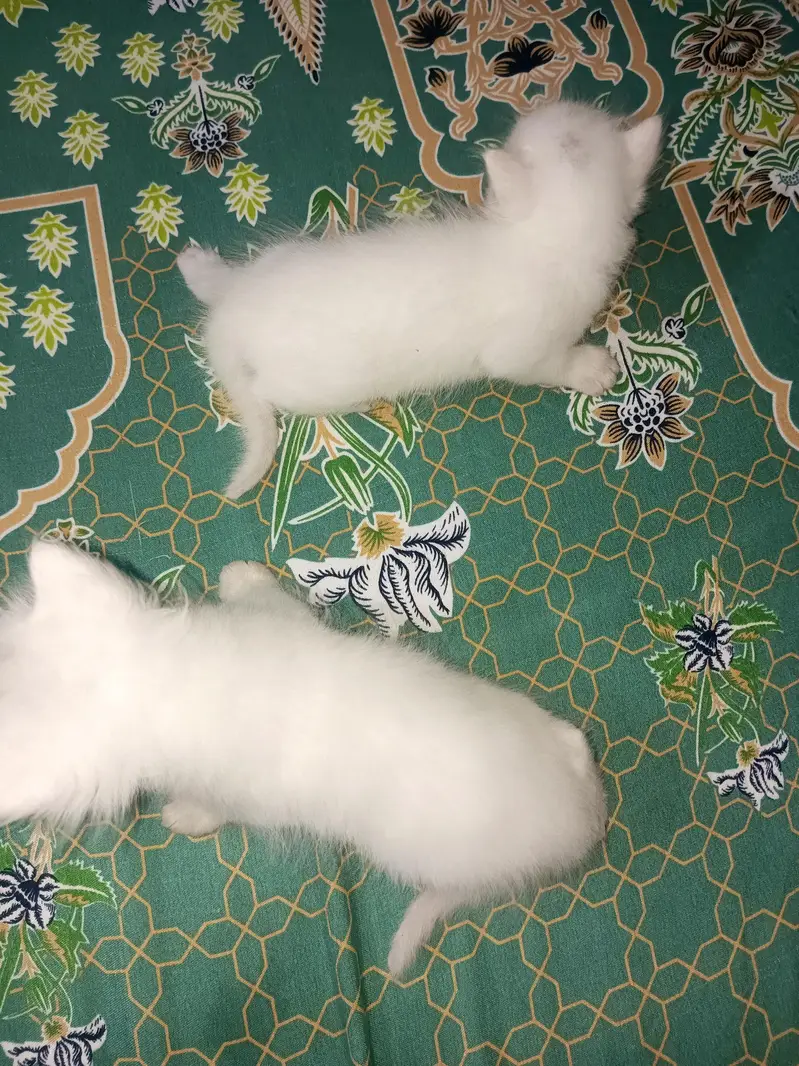 4 half Persian kittens for sale — photo 7