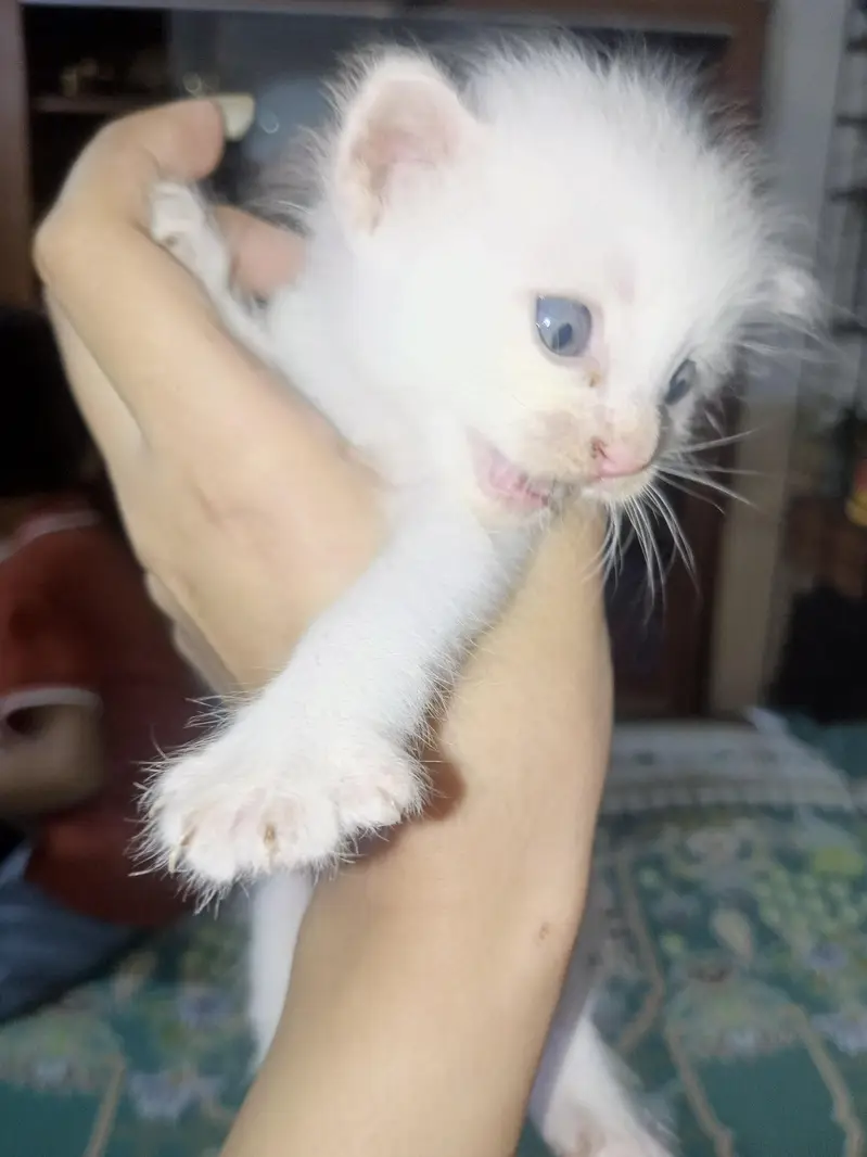 4 half Persian kittens for sale — photo 8