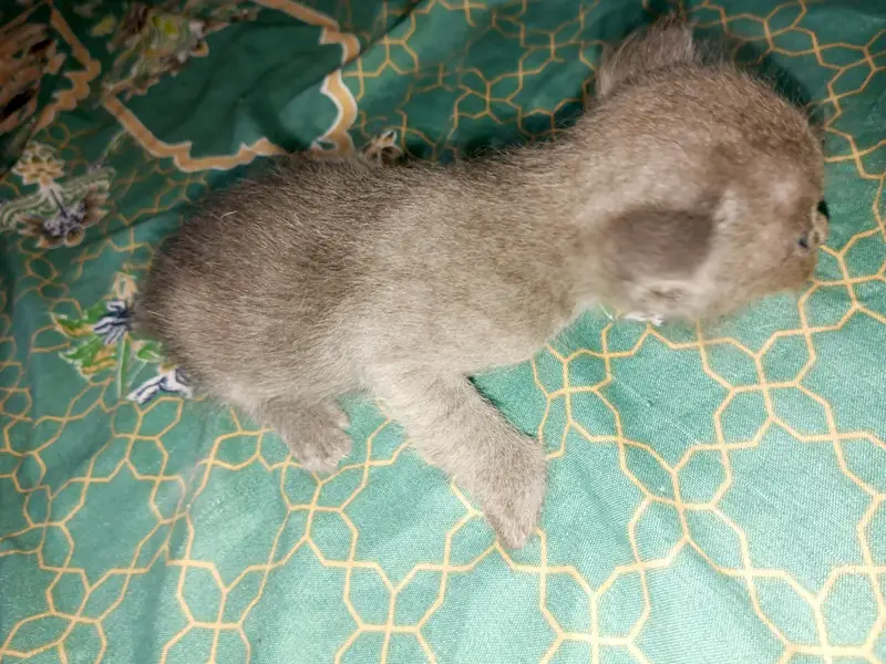 4 half Persian kittens for sale — photo 9