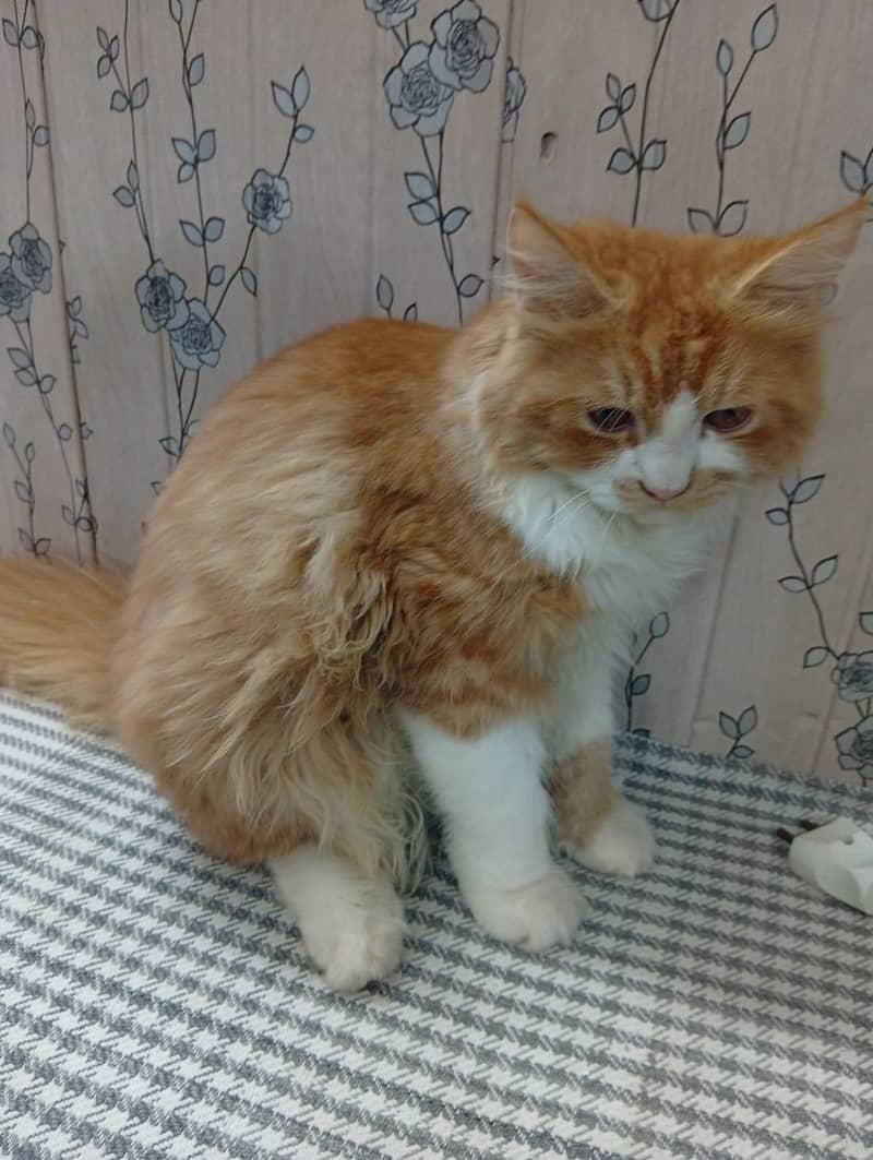 Name bella 2