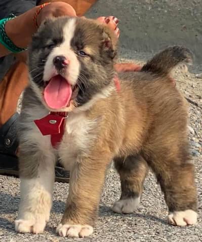King Alabai pair | Alabai dog | Security dog | Alabai Securit Puppy