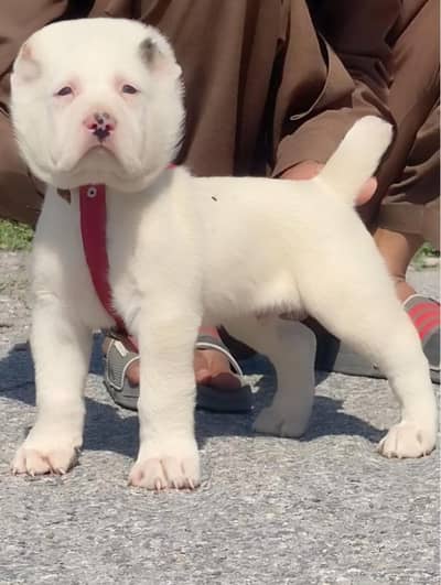 King Alabai Puppy  | Alabai dog | Security dog | Alabai male dog