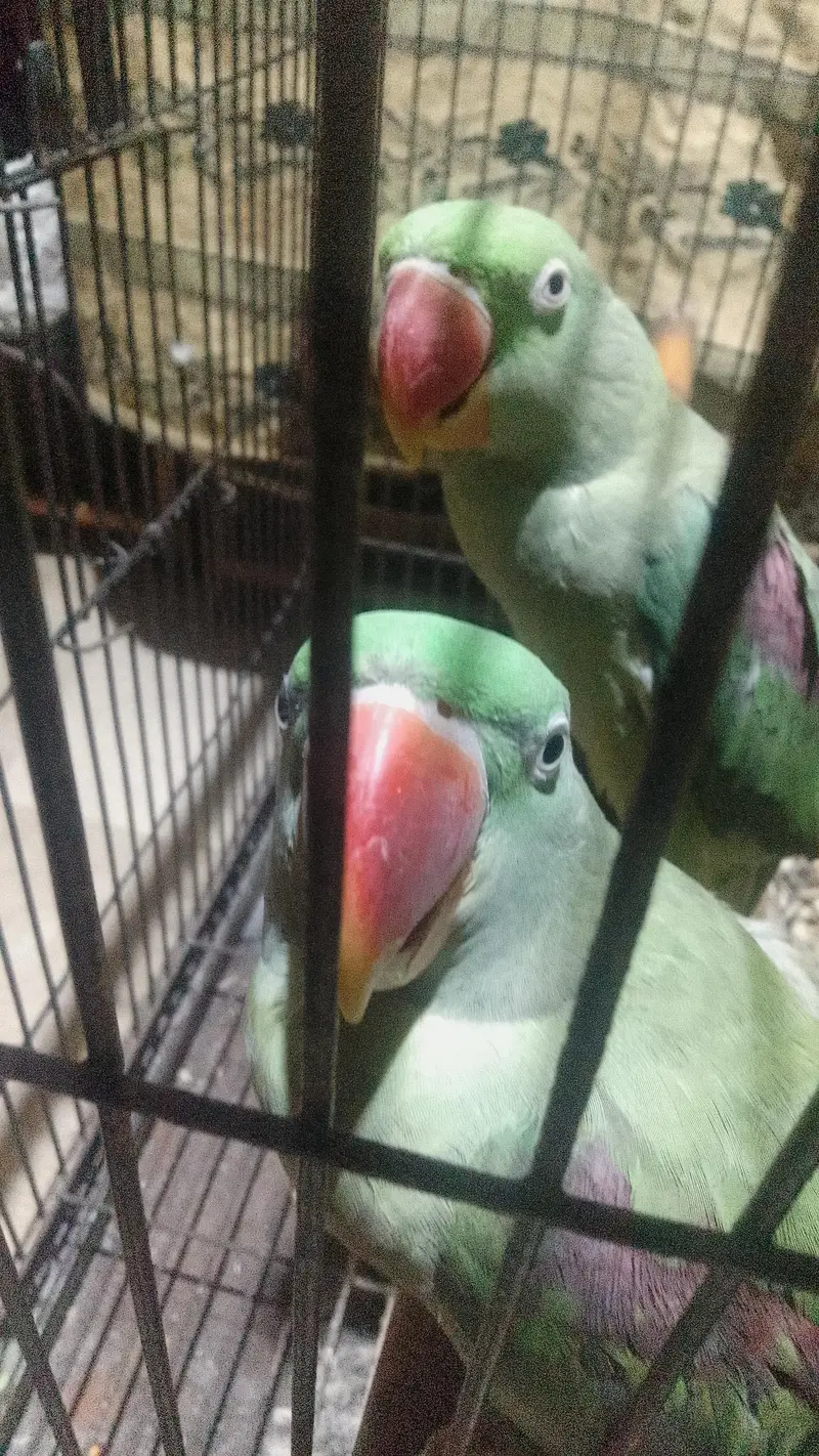 kashmiri raw breeder pair — photo 5