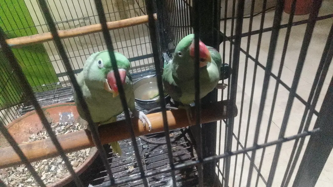 kashmiri raw breeder pair — photo 7