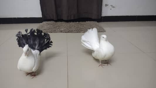 fancy pigeon