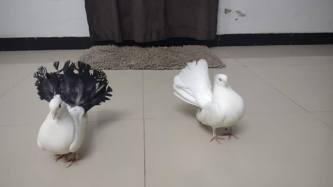 fancy pigeon 0