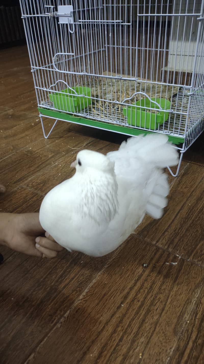 fancy pigeon 1