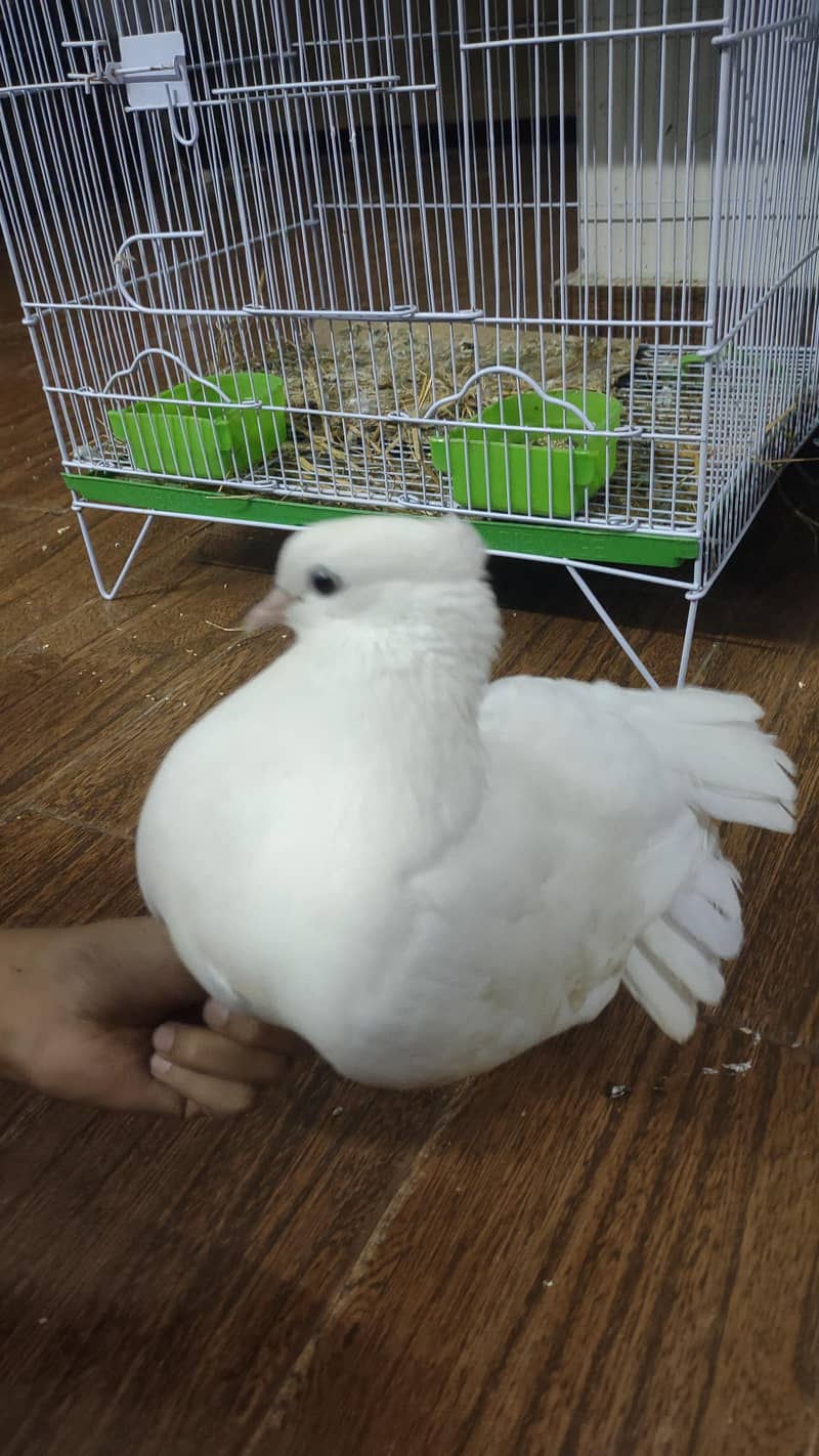 fancy pigeon 2