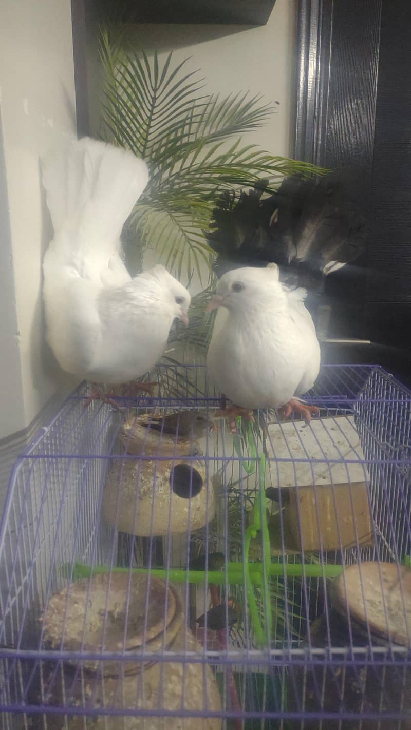 fancy pigeon 3