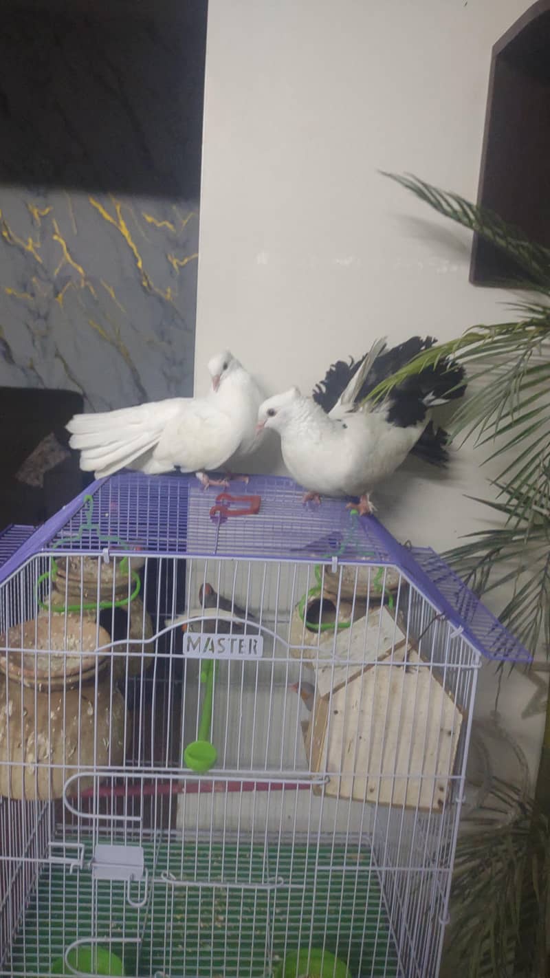 fancy pigeon 4