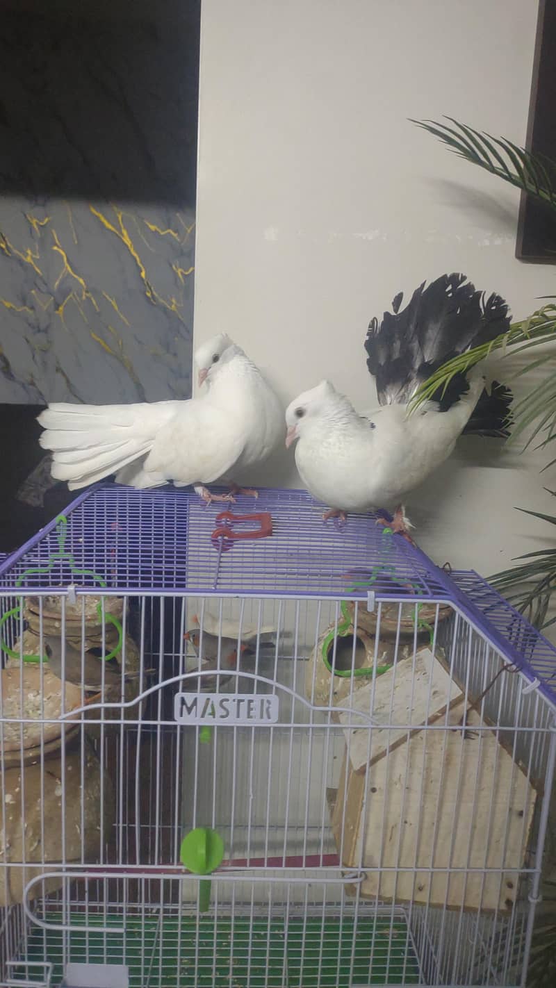 fancy pigeon 5