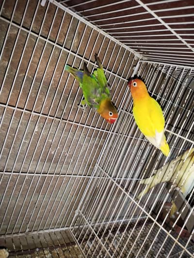love birds brider pair