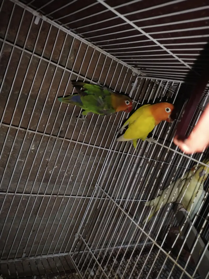 love birds brider pair — photo 2