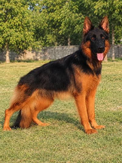 German shepherd Female