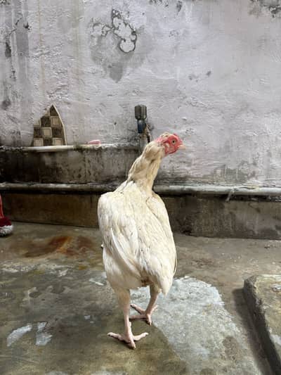 Aseel heera female for sale# watts app number 0344.1407625