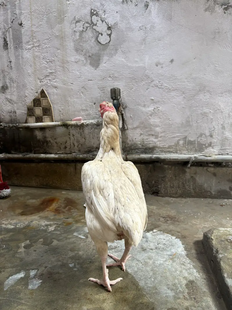 Aseel heera female for sale# watts app number 0344.1407625 — photo 2