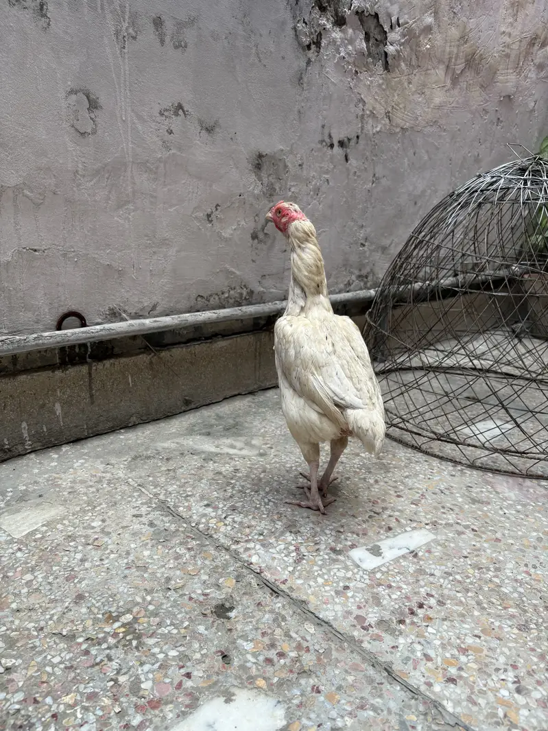 Aseel heera female for sale# watts app number 0344.1407625 — photo 3