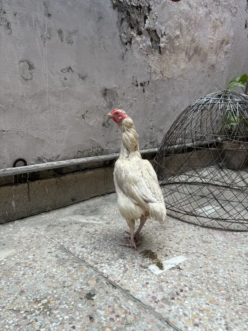 Aseel heera female for sale# watts app number 0344.1407625 — photo 4