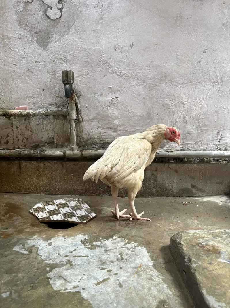 Aseel heera female for sale# watts app number 0344.1407625 — photo 5