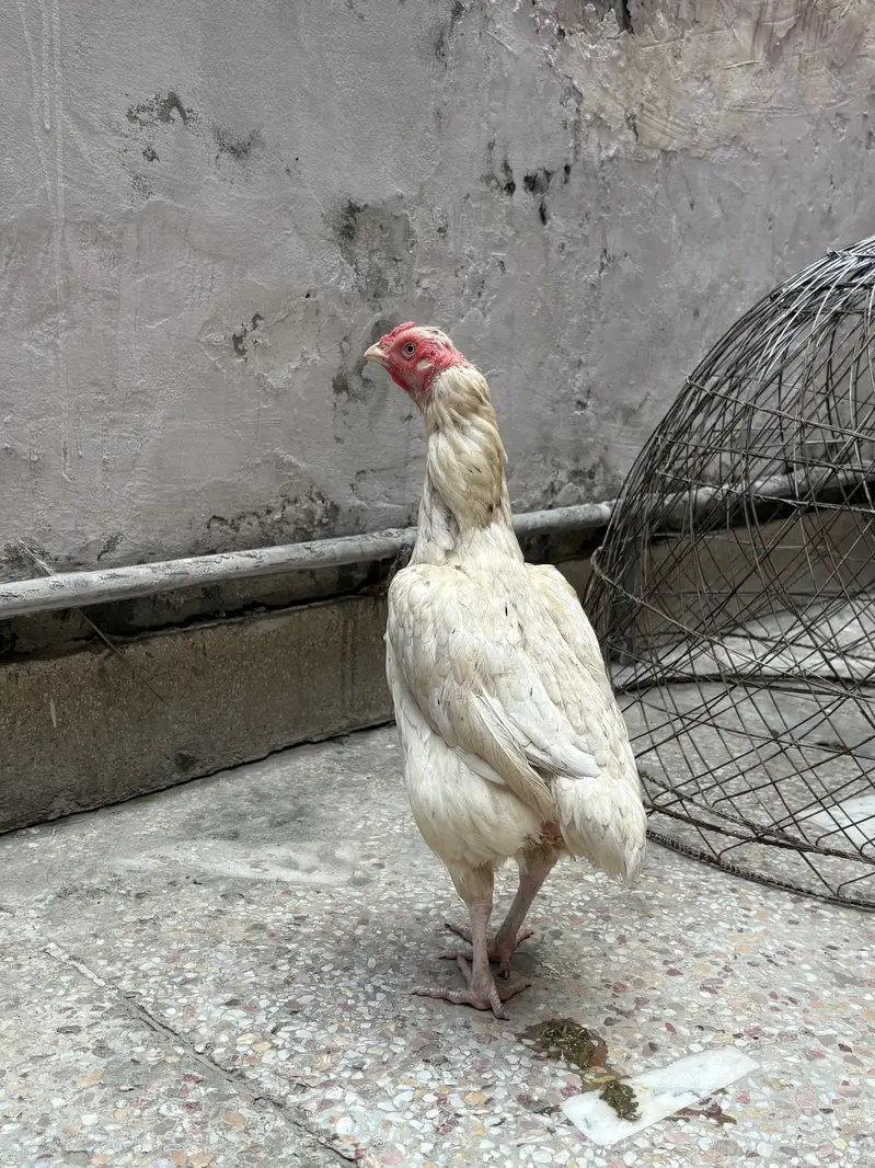Aseel heera female for sale# watts app number 0344.1407625 — photo 6