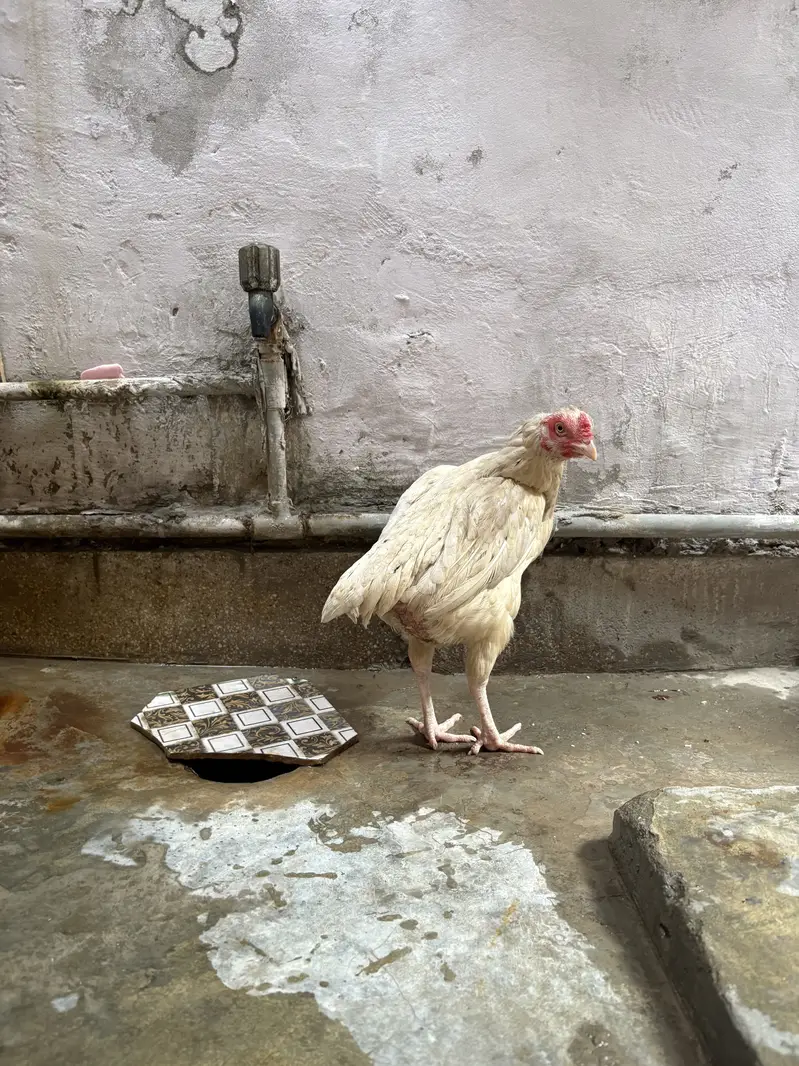 Aseel heera female for sale# watts app number 0344.1407625 — photo 7