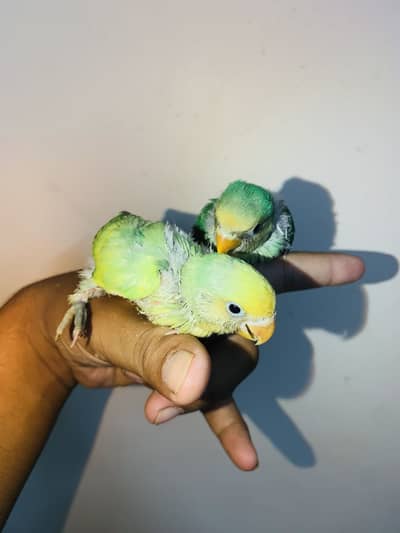 HAND TAMED BUDDY’S friends near to self. also can fly tame