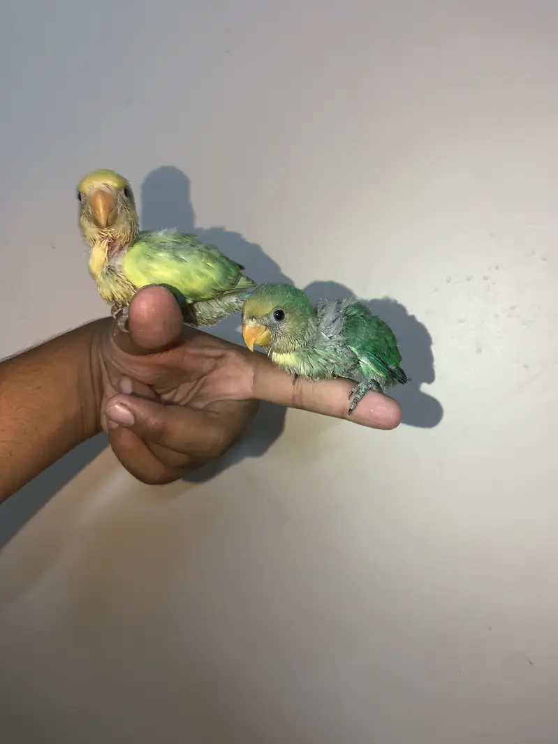 HAND TAMED BUDDY’S friends near to self. also can fly tame — photo 2