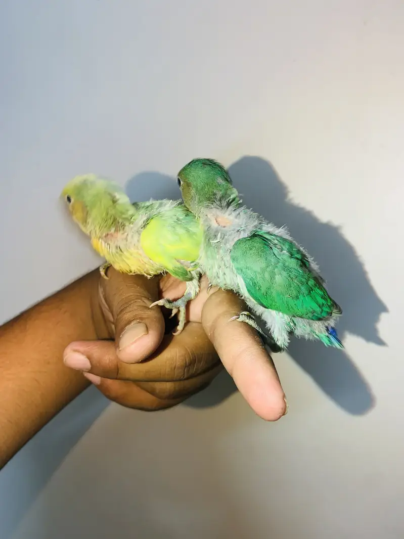 HAND TAMED BUDDY’S friends near to self. also can fly tame — photo 4