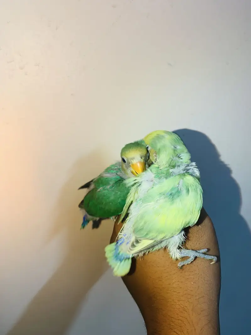 HAND TAMED BUDDY’S friends near to self. also can fly tame — photo 5