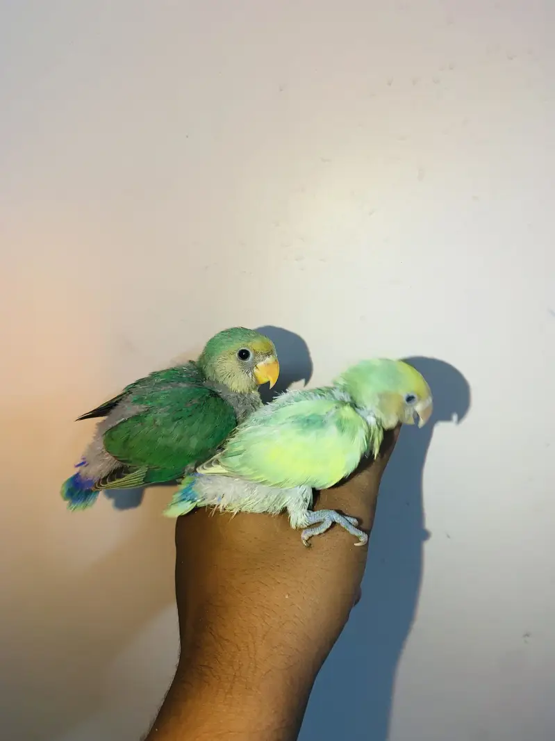 HAND TAMED BUDDY’S friends near to self. also can fly tame — photo 6