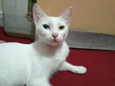 White Persian with odd eyes