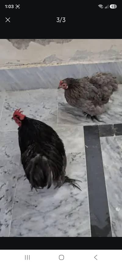 active and healthy.  black bantam male blue bantam female
