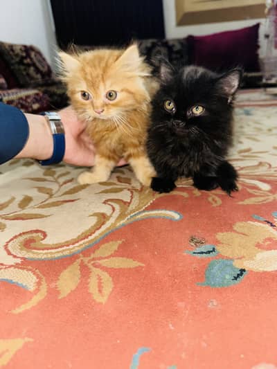 2 persian babies black and golden