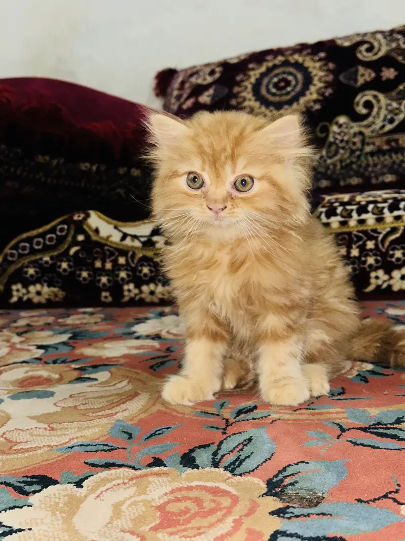 2 persian babies black and golden — photo 2