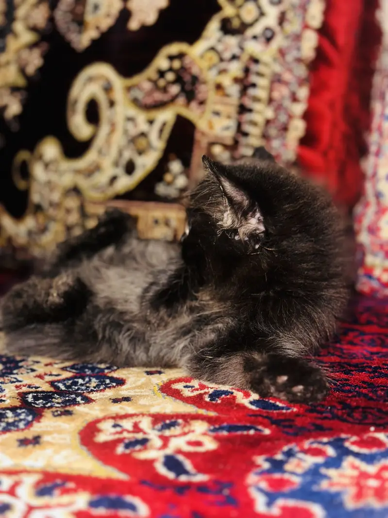 2 persian babies black and golden — photo 3