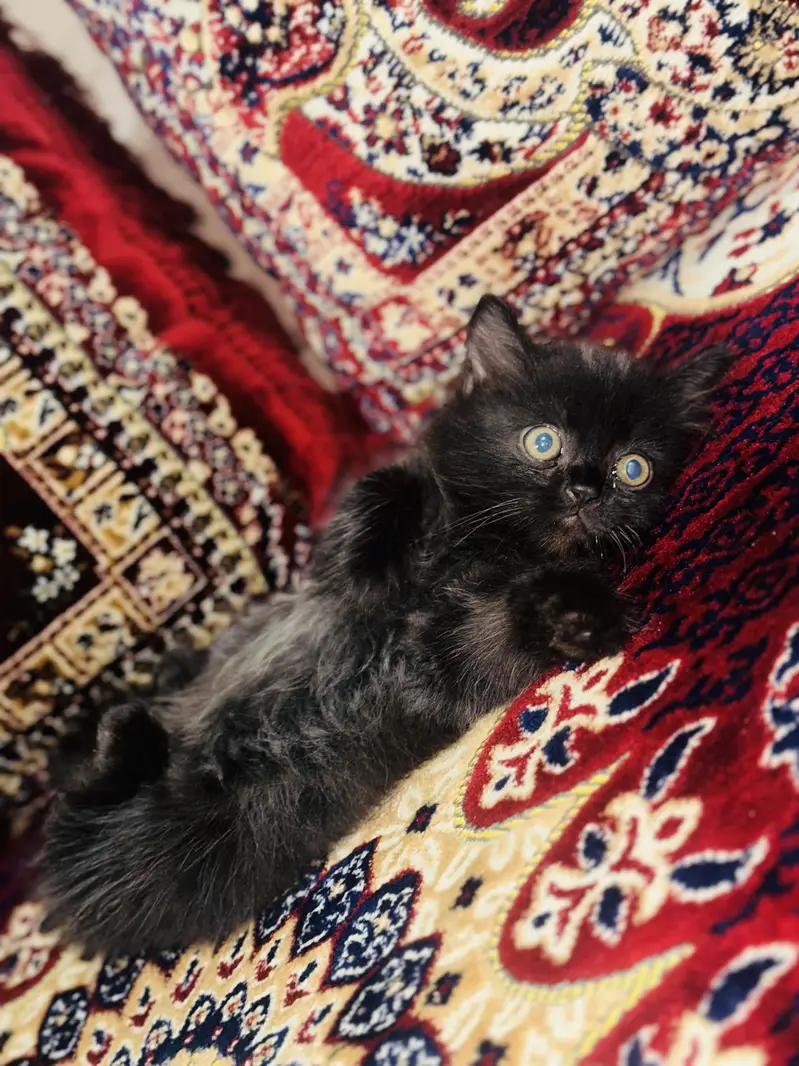 2 persian babies black and golden — photo 4