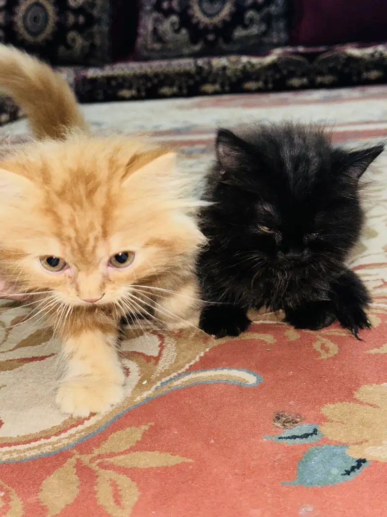 2 persian babies black and golden — photo 5