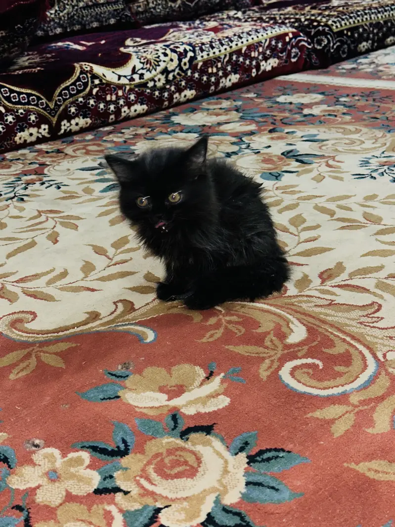 2 persian babies black and golden — photo 6