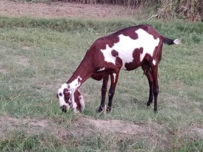 Goat | Bakri | Desi Bakri | Goat with Kid