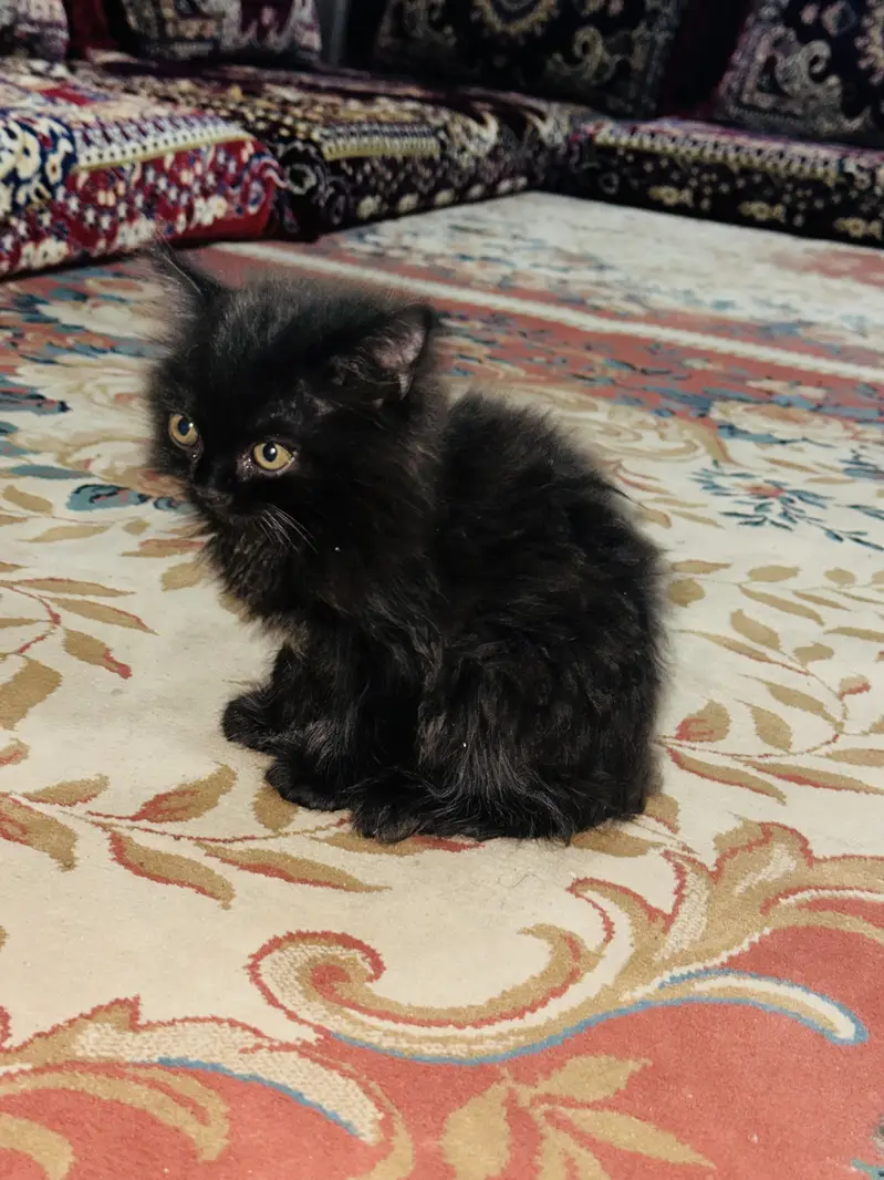 Persian black baby cat — photo 3