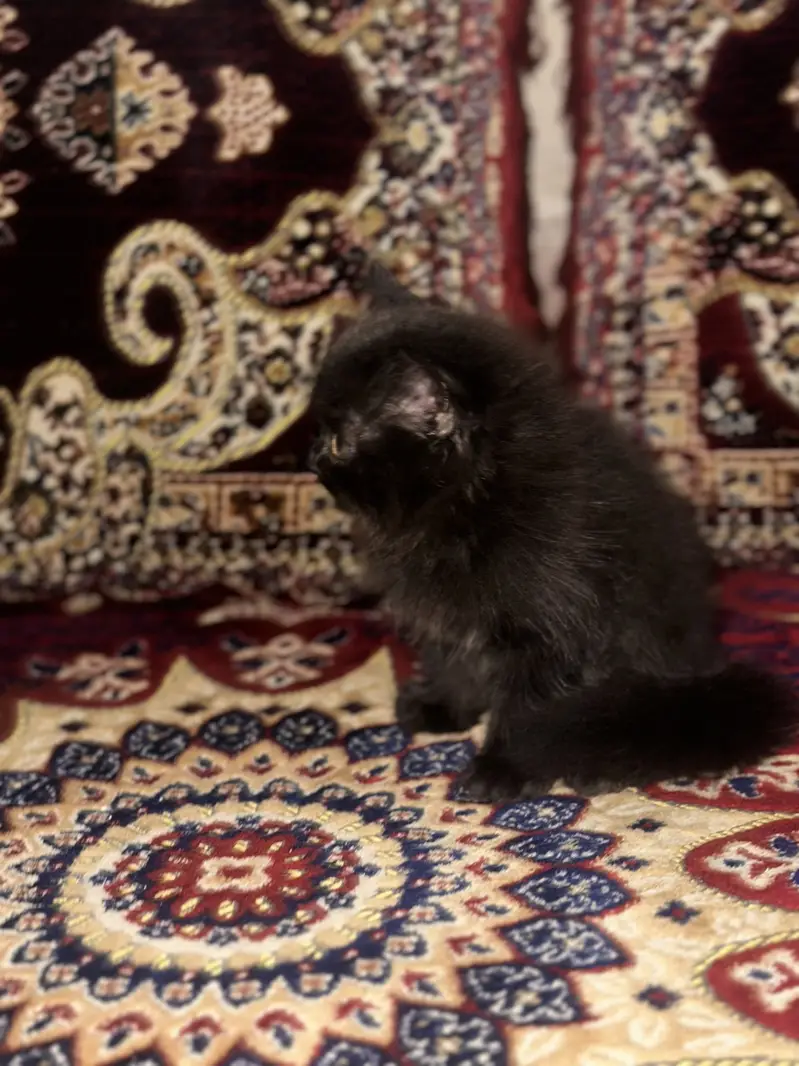 Persian black baby cat — photo 5