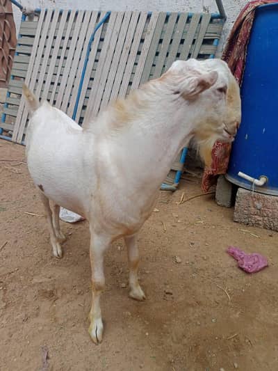 4 dant teeda breedar