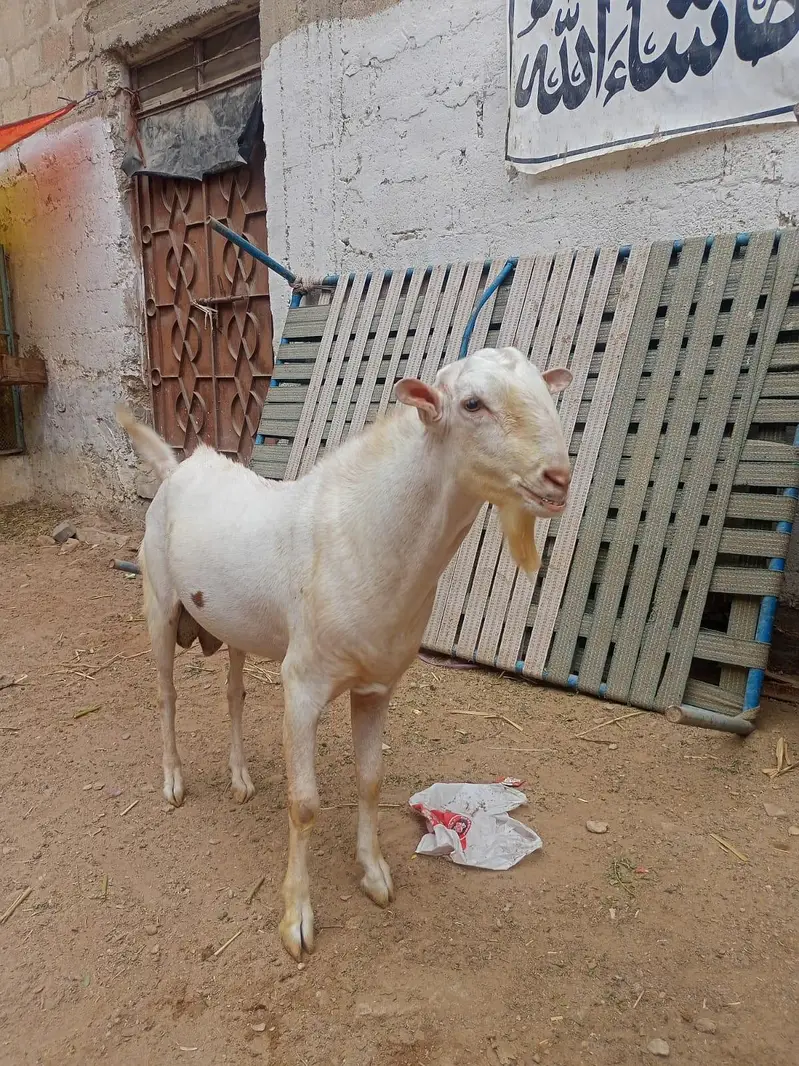 4 dant teeda breedar — photo 2