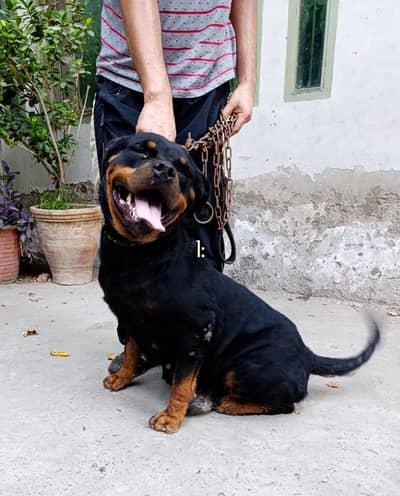 Rottweiler 2 year female
