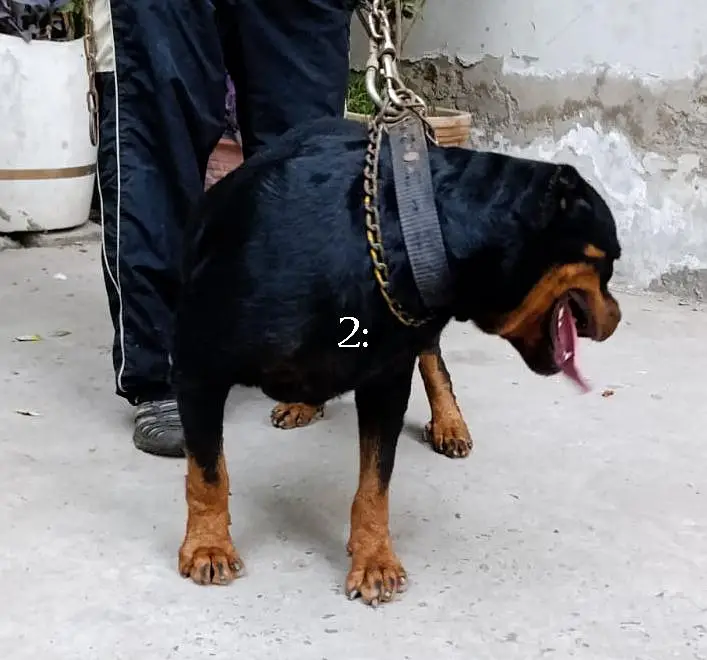Rottweiler 2 year female — photo 2