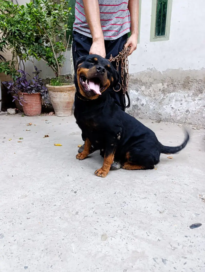 Rottweiler 2 year female — photo 3