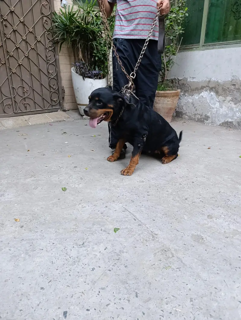 Rottweiler 2 year female — photo 4