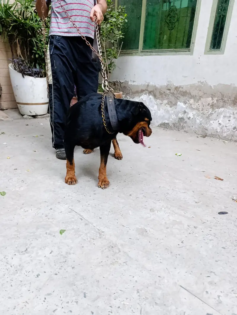 Rottweiler 2 year female — photo 5