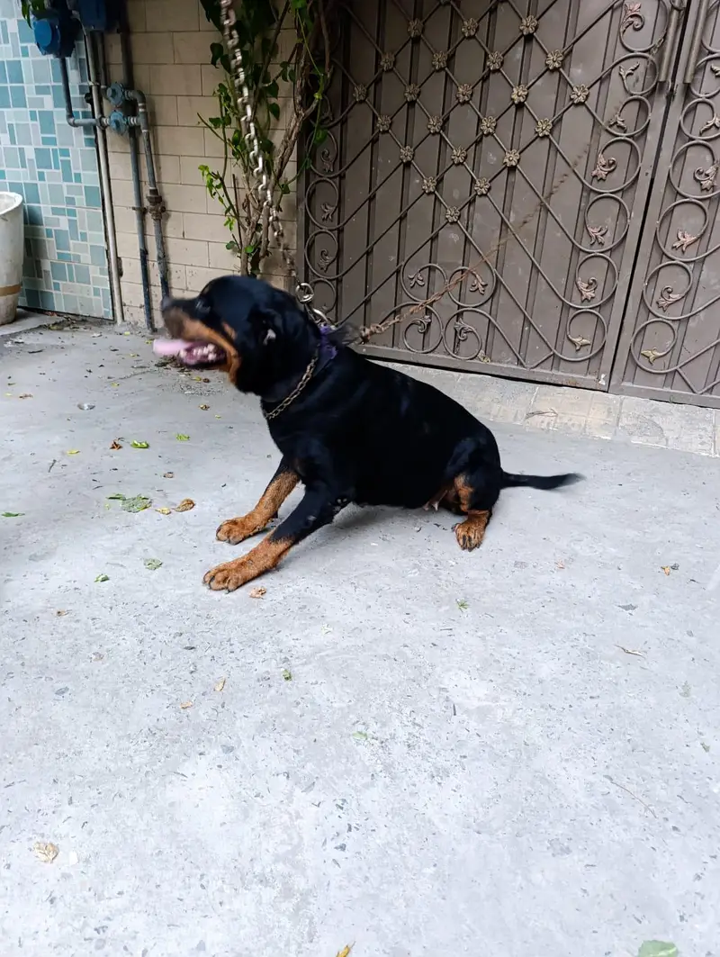 Rottweiler 2 year female — photo 6