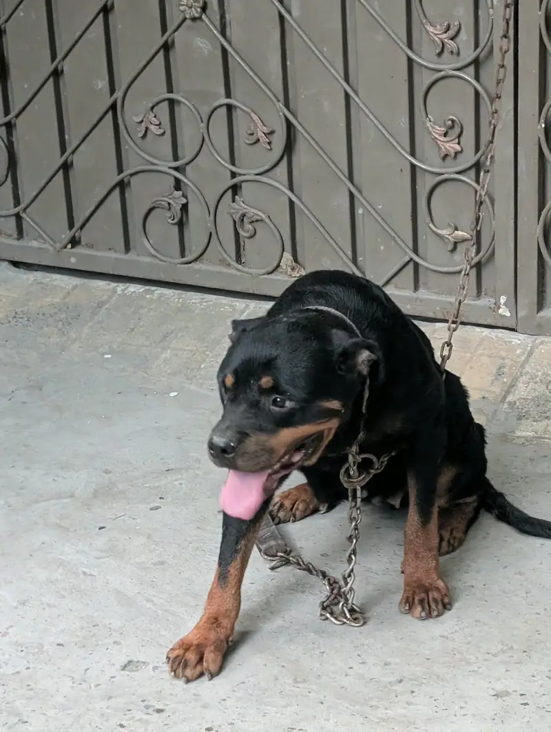 Rottweiler 2 year female — photo 7